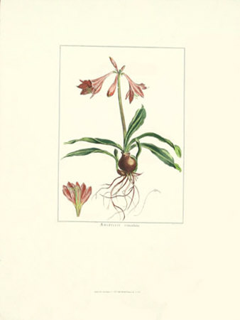 Amaryllis Reticulata Print Amaryllis Reticulata Print