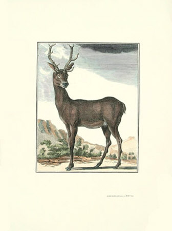 Stag I Print Stag I Print