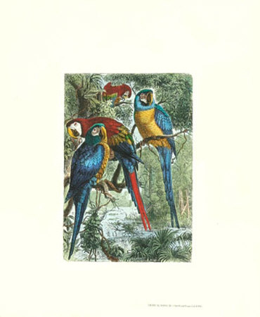 Tropical Birds III Print Tropical Birds III Print