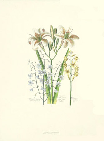 Lily Print Lily Print