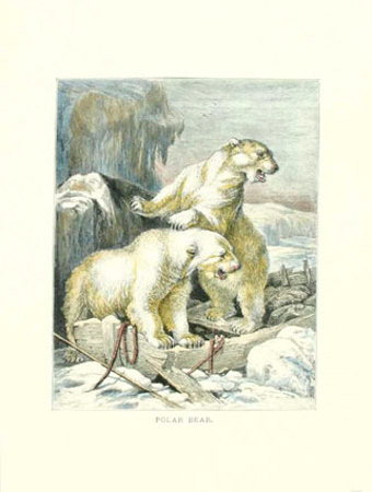 Polar Bear Print Polar Bear Print