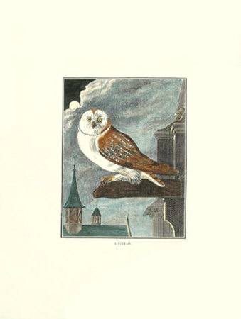 Leffraie Owl Print Leffraie Owl Print