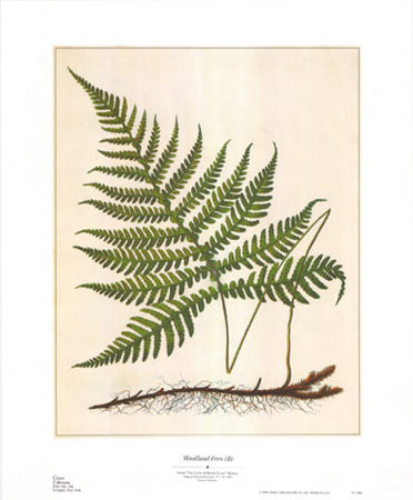 Woodland Fern II Print Woodland Fern II Print