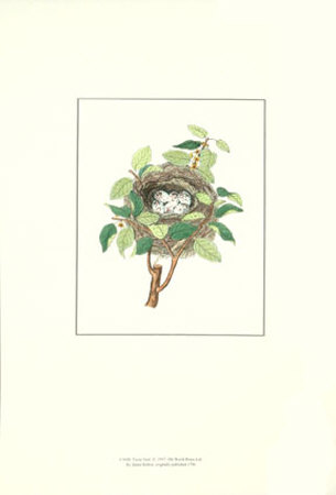 Twite Nest Print Twite Nest Print