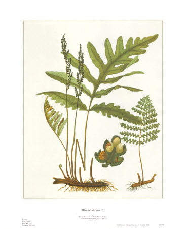 Woodland Fern I Print Woodland Fern I Print