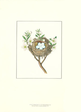 Gold Finch Nest Print Gold Finch Nest Print