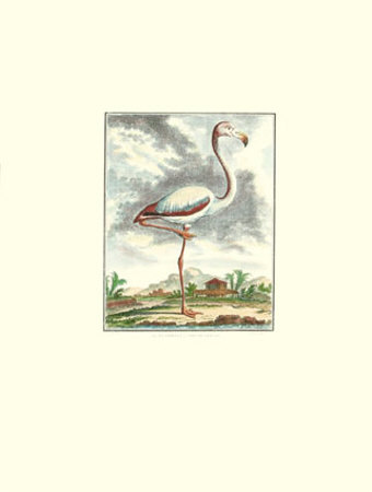 Flamingo Print Flamingo Print