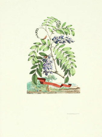 Acacia Major Print Acacia Major Print