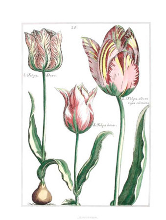 Tulipa II Print Tulipa II Print