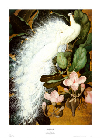 White Peacocks Print White Peacocks Print