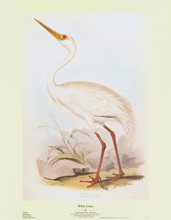 White Crane Print White Crane Print