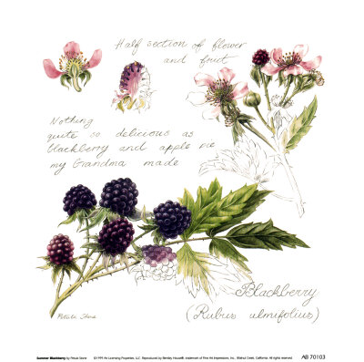 Summer Blackberry Print Summer Blackberry Print