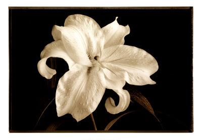 Casablanca Lilium Print Casablanca Lilium Print