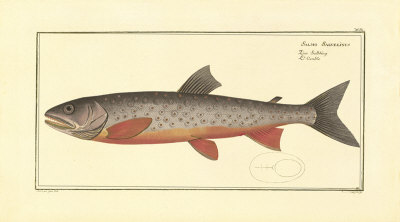 Salmon Print Salmon Print
