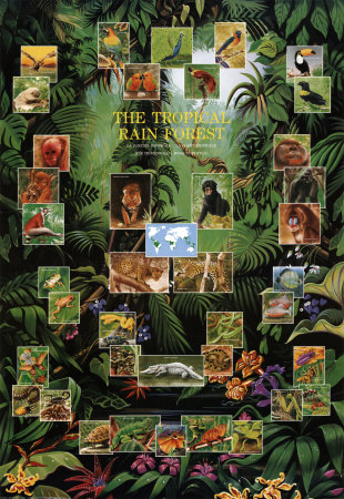 Tropical Rain Forest Poster Tropical Rain Forest Poster