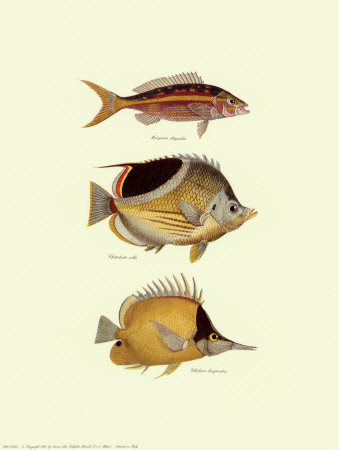 Tropical Fish I Print Tropical Fish I Print