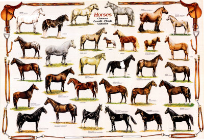 Horses Poster Horses Poster