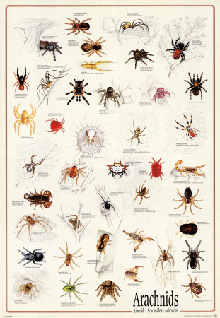 Arachnids Poster Arachnids Poster