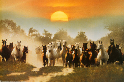 Wild Horses Poster Wild Horses Poster