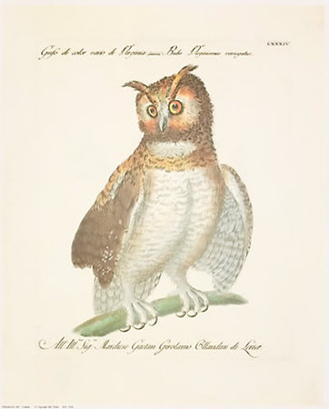 Owls Print Owls Print