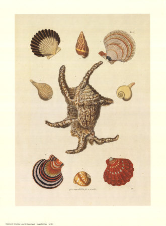 Shells Print Shells Print