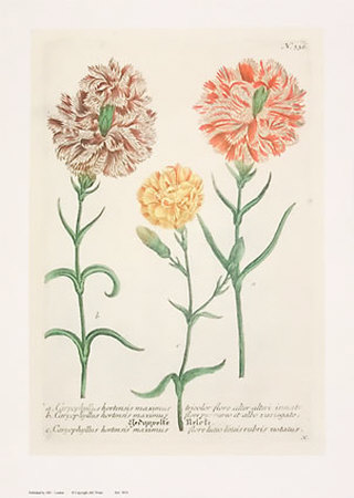Carnations Print Carnations Print