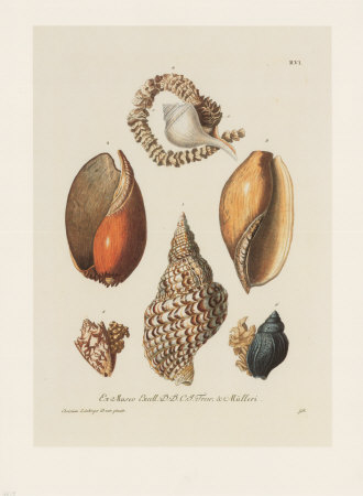Shells Print Shells Print