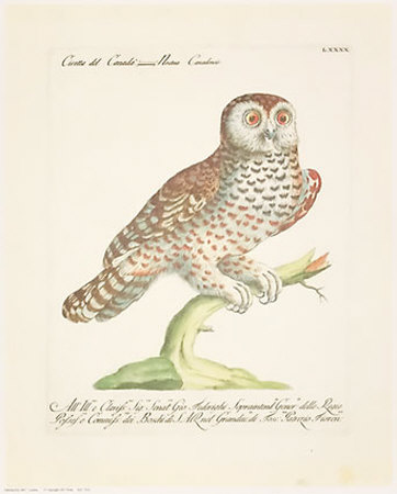 Owls Print Owls Print