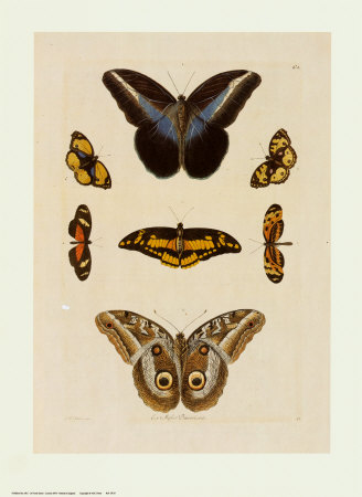 Butterflies Print Butterflies Print