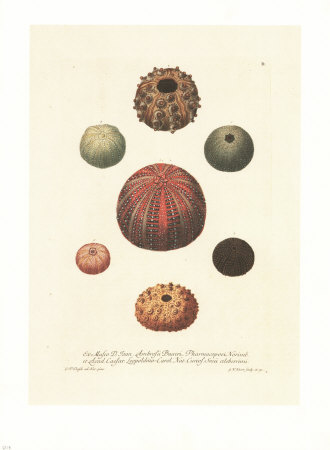 Shells Print Shells Print