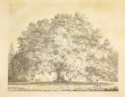 Chandos Oak Print Chandos Oak Print