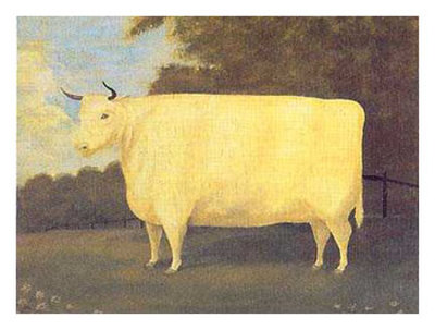 White Bull Print White Bull Print