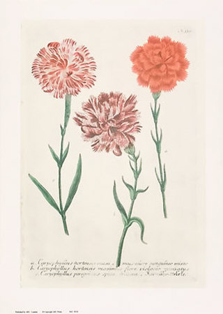 Carnations Print Carnations Print