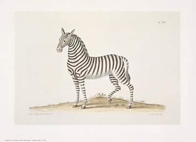 Zebra Print Zebra Print