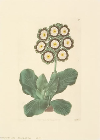 Auriculas Print Auriculas Print