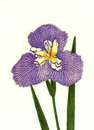 Woodcuts Irises Print Woodcuts Irises Print