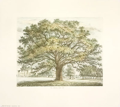 Strutt Trees Print Strutt Trees Print