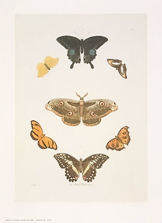 Butterflies Print Butterflies Print