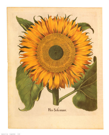 sunflower pictures to print. Sunflower Print