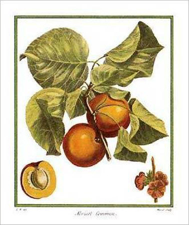 Apricots Print Apricots Print