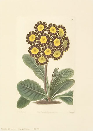 Auriculas Print Auriculas Print