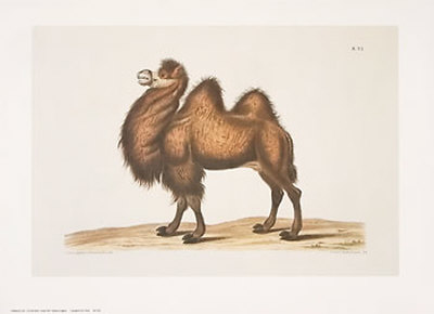 Camel Print Camel Print