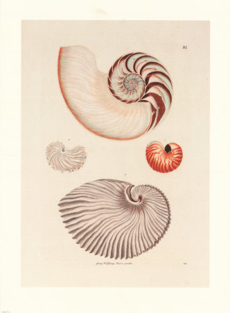 Shells Print Shells Print
