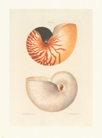 Shells Print Shells Print