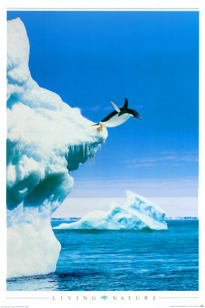 Penguin Poster Penguin Poster