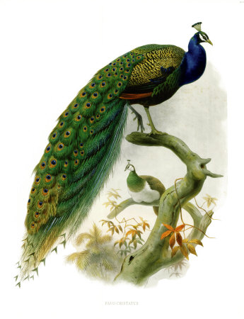 Pavo Cristatus Print Pavo Cristatus Print