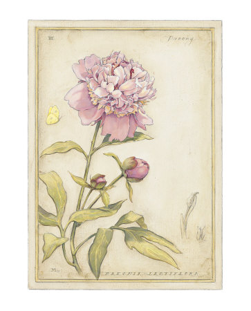 Peony III Print Peony III Print
