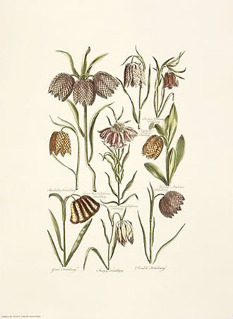 Flowers Print Flowers Print