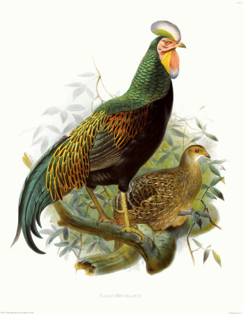 Rooster I Print Rooster I Print