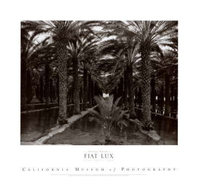 Palm Grove, 1966 Print Palm Grove, 1966 Print